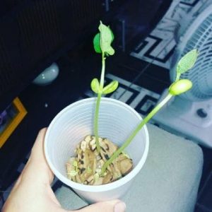 Simpatia com feijão para um pedido