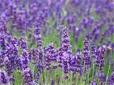 lavanda